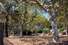 Des parcs et jardins : Platanes du Square Lieutenant-Rubira