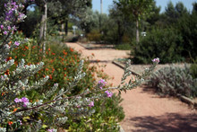 Des parcs et jardins : Platanes du Square de La Calabro