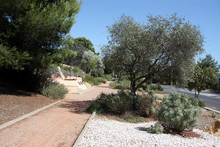 Des parcs et jardins : Platanes du Square de La Calabro