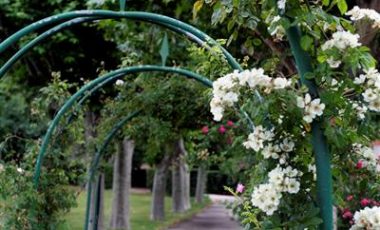Des parcs et jardins : arches en fleurs blanches du Parc des Troènes