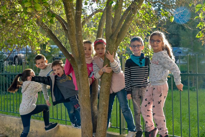 Accueil de loisirs sans hébergement : enfants dans un arbre