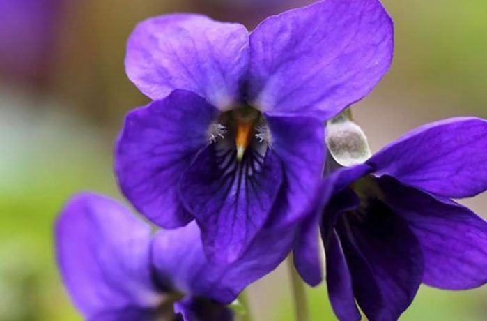 Fleur - la violette